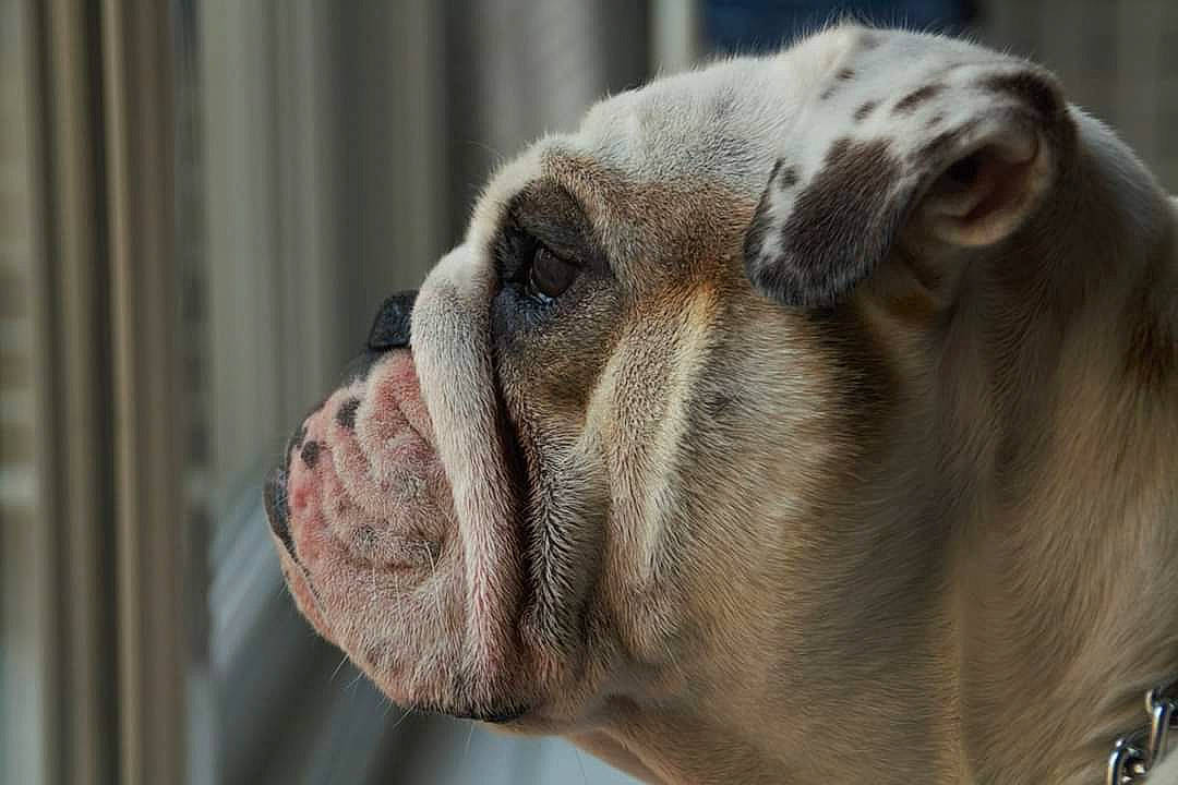 Lazy participe au concours pour gagner de l'argent avec cette photo : american_bulldog, ancient_dog_breeds, australian_bulldog, british_bulldogs, bulldog, canidae, carnivore, dog, dog_breed, fawn, mammal, non_sporting_group, nose, old_english_bulldog, olde_english_bulldogge, snout, valley_bulldog, vertebrate, white_english_bulldog, wrinkle