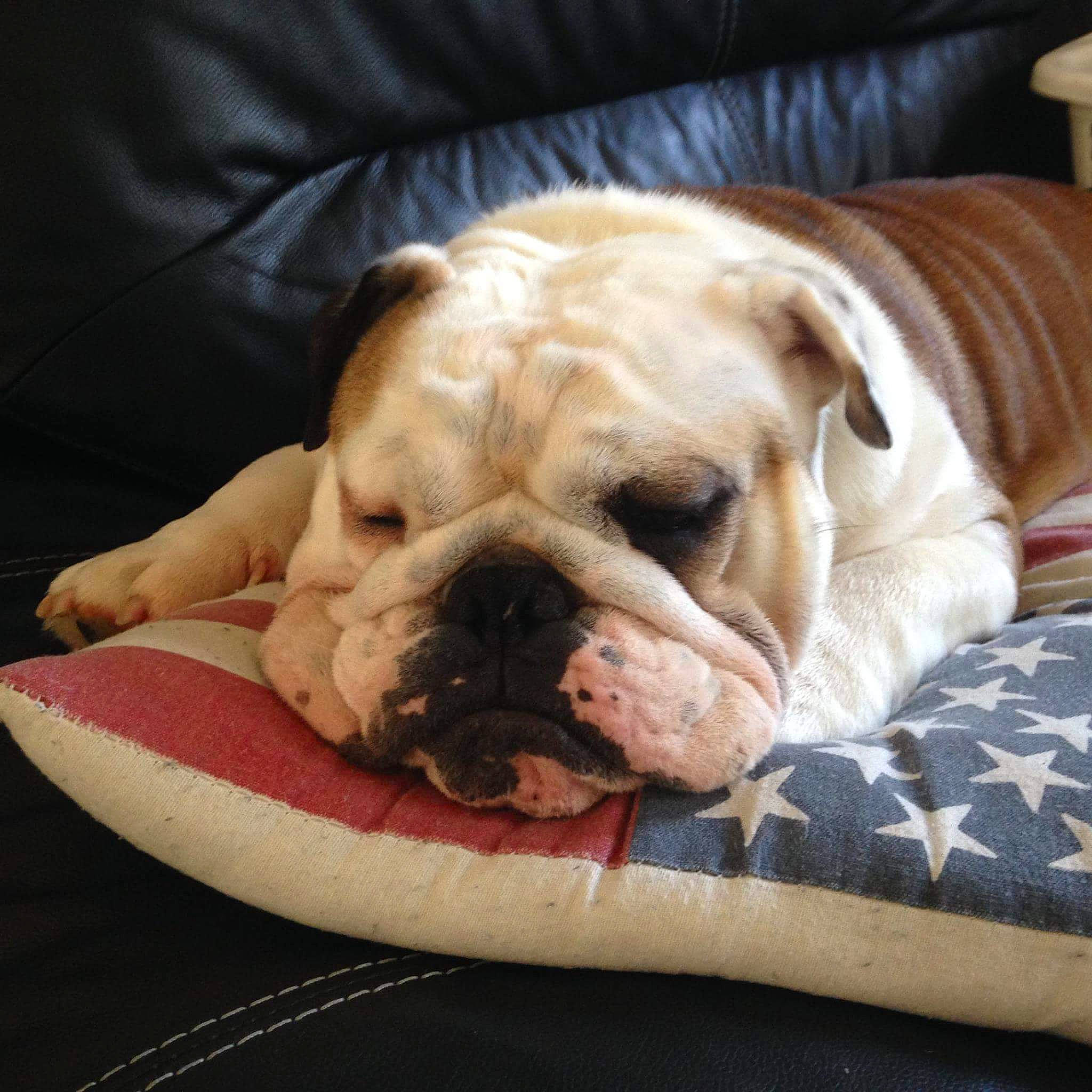 Lazy a rejoint le concours — aidez-le/la à gagner de superbes lots ! australian_bulldog, british_bulldogs, bulldog, canidae, carnivore, companion_dog, dog, dog_breed, mammal, nap, non_sporting_group, old_english_bulldog, olde_english_bulldogge, puppy, skin, snout, toy_bulldog, vertebrate, white_english_bulldog, wrinkle