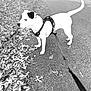 Georgia May joined the competition — help win amazing prizes! dog, leash, black_and_white, path, leaves, outdoor, pet, animal, alert, walking, nature, side_view, road, pavement, autumn, canine, fur, harness, curious, standing