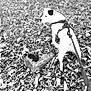 dog, white_dog, black_patch, harness, leash, leaves, fallen_leaves, autumn, outdoor, nature, stone, moss, pet, canine, animal, curious, walking, side_view, black_and_white, background_blur