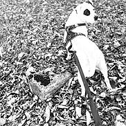 Georgia May is registered to the contest to win money with this photo: dog, leash, harness, leaves, outdoor, animal, walking, autumn, nature, black_and_white, canine, pet, ground, fence, curious, side_view, spot, looking_back, earth, park