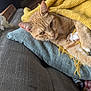 cat, orange_tabby, cushion, blanket, knitted_blanket, indoor, pet, relaxed, feline, cozy, paws, whiskers, window_light, sofa, home, resting, fur, cute, animal, domestic_cat