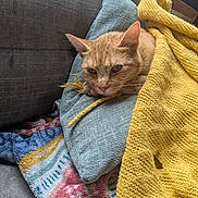 Sunny Baudelaire is registered to the contest to win money with this photo: cat, orange_tabby, cushion, knitted_blanket, yellow_blanket, colorful_blanket, gray_couch, indoor, resting, relaxed, pet, cozy, feline, fur, whiskers, ears, sleepy, comfortable, home, domestic
