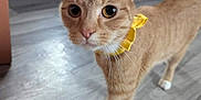 Sunny Baudelaire is registered to the contest to win money with this photo: cat, orange_tabby, yellow_bow, indoor, wooden_floor, feline, pet, curious, walking, close_up, domestic_cat, living_room, couch, person, background, flooring, whiskers, ears, eyes, collar
