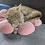 Sunny Baudelaire is registered to the contest to win money with this photo: cat, sleeping, cushion, pink, flower_shaped, ginger_cat, feline, pet, cozy, resting, indoor, sofa, home, fur, cute, relaxation, comfort, animal, tabby, domestic