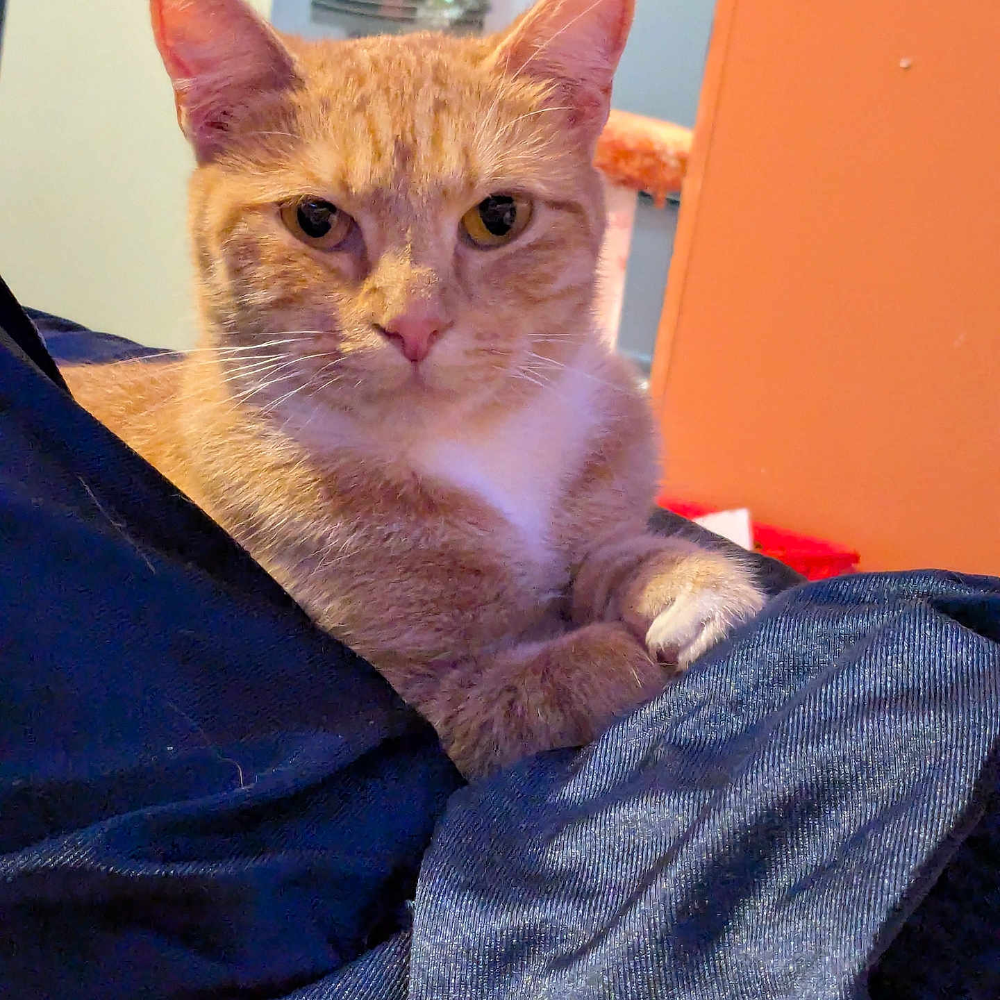 Sunny Baudelaire is registered to the contest to win money with this photo: blue_cloth, calm, cat, close_up, cozy, curious, ears, fabric, feline, household, indoor, looking_at_camera, orange_tabby, orange_wall, paws, pet, resting, soft_fur, whiskers, white_markings
