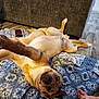 Andy Griffith Coveny joined the competition — help win amazing prizes! dog, puppy, playing, blanket, floor, wooden_floor, paw, upside_down, indoor, foot, child, cute, pet, canine, relaxed, home, pattern, brown_dog, animal, cozy