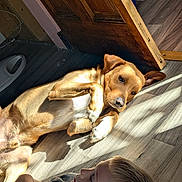 Andy Griffith Coveny is registered to the contest to win money with this photo: brown_dog, casual, child, cute, dog, door, floor, home, indoor, interaction, lying_down, natural_light, pet, playful, portrait, relaxed, shadow, sunlight, wood_floor, young_boy