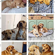 Andy Griffith Coveny joined the competition — help win amazing prizes! dog, puppy, pair, couch, blanket, floor, wood_floor, snuggling, lying_down, indoor, home, cute, pet, animal, resting, companionship, brown_dog, two_dogs, cozy, portrait