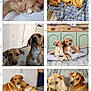 dog, puppy, pair, couch, blanket, floor, wood_floor, snuggling, lying_down, indoor, home, cute, pet, animal, resting, companionship, brown_dog, two_dogs, cozy, portrait