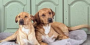 Andy Griffith Coveny joined the competition — help win amazing prizes! dog, pet, animal, indoor, floor, wood_floor, dog_bed, resting, brown_dog, cute, companion, furniture, cabinet, clothing, relaxed, two_dogs, domestic, mammal, sleepy, home