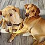 Andy Griffith Coveny joined the competition — help win amazing prizes! dog, tan_dog, floor, wooden_floor, indoor, pet, animal, laying_down, two_dogs, canine, looking_at_camera, close_up, companionship, paws, relaxed, friendship, fur, mammal, home, cute