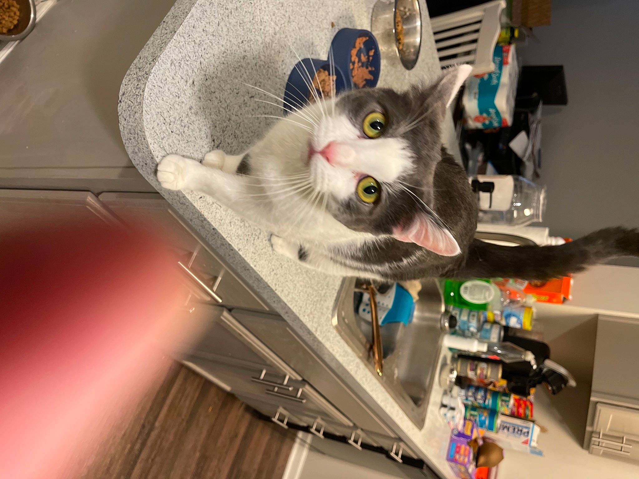 Lucy is registered to the contest to win money with this photo: carnivore, cat, domestic_short_haired_cat, electrical_wiring, engineering, felidae, machine, room, small_to_medium_sized_cats, whiskers, wire