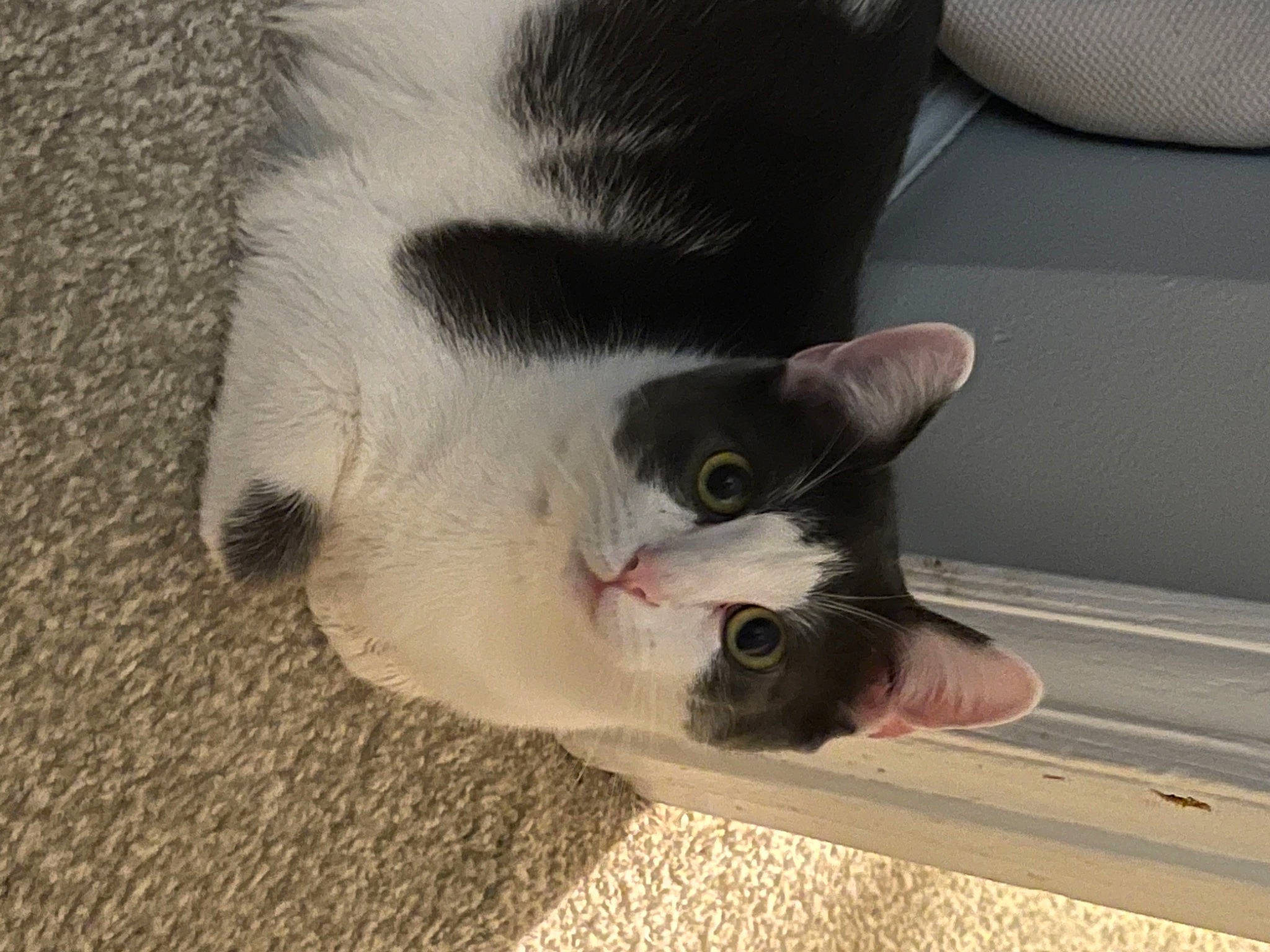 Lucy joined the competition — help win amazing prizes! carnivore, cat, claw, comfort, domestic_short_haired_cat, felidae, flooring, fur, nose, paw, small_to_medium_sized_cats, snout, tail, whiskers, window, wood
