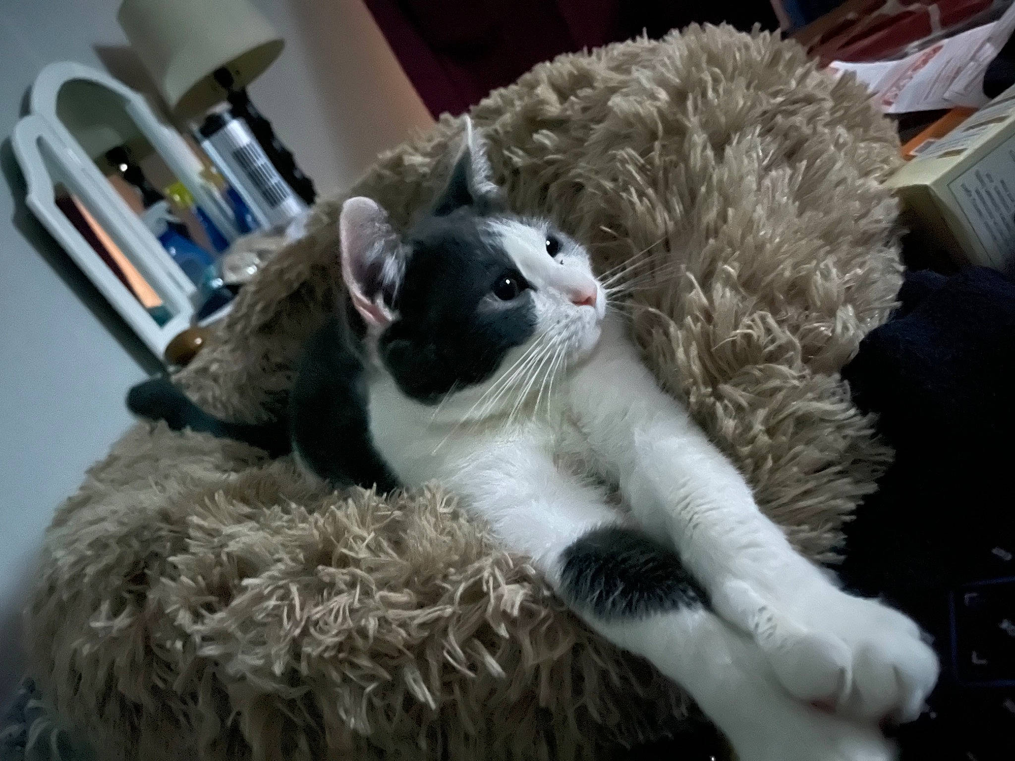 Lucy is registered to the contest to win money with this photo: bed, carnivore, cat, claw, comfort, companion_dog, cutlery, domestic_short_haired_cat, felidae, fork, fur, kitchen_utensil, paw, small_to_medium_sized_cats, snout, stuffed_toy, tableware, tail, toy, whiskers