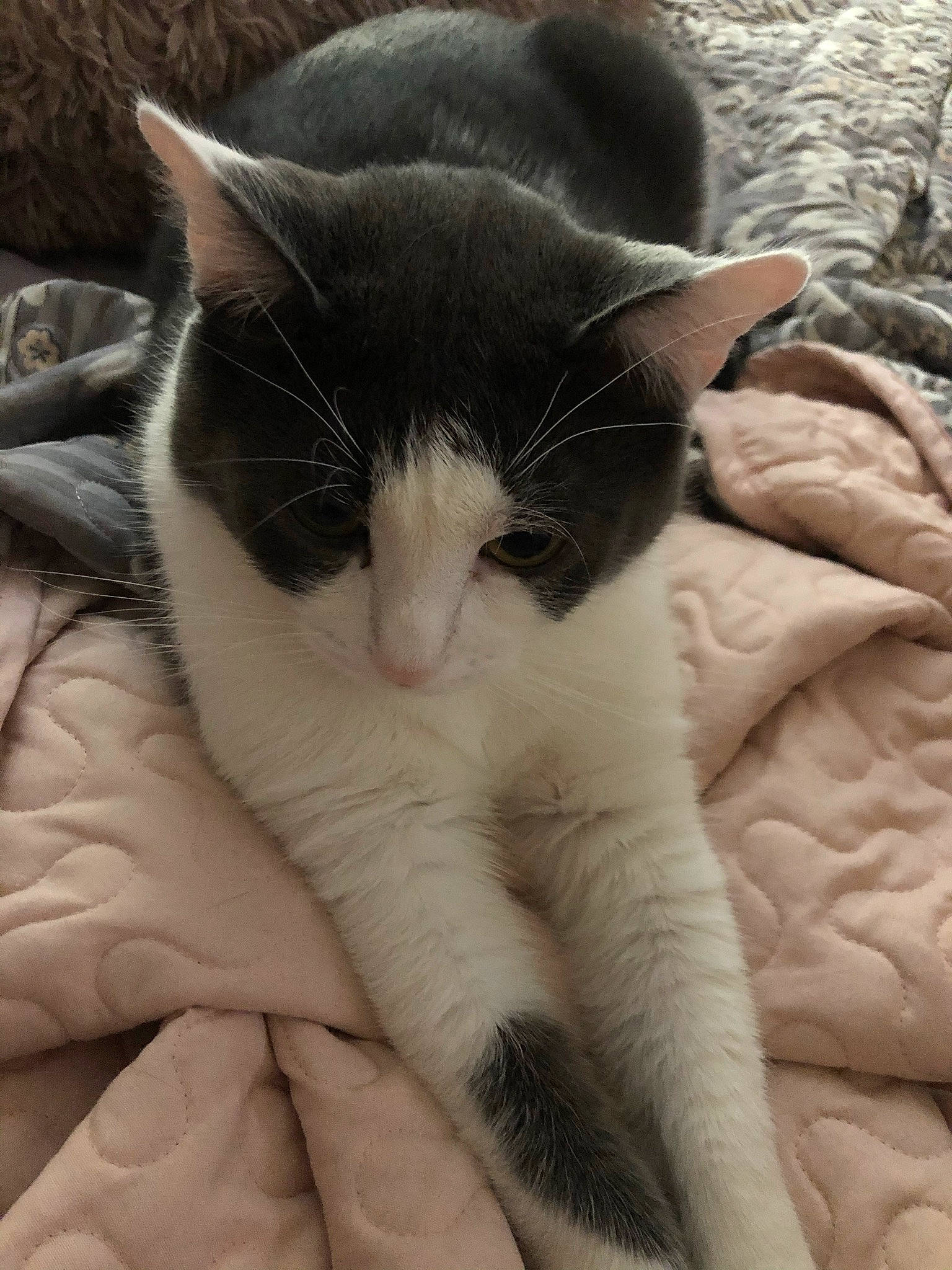 Lucy is registered to the contest to win money with this photo: carnivore, cat, claw, close_up, comfort, domestic_short_haired_cat, eye, felidae, fur, linens, nap, paw, plant, sleep, small_to_medium_sized_cats, snout, tail, textile, whiskers