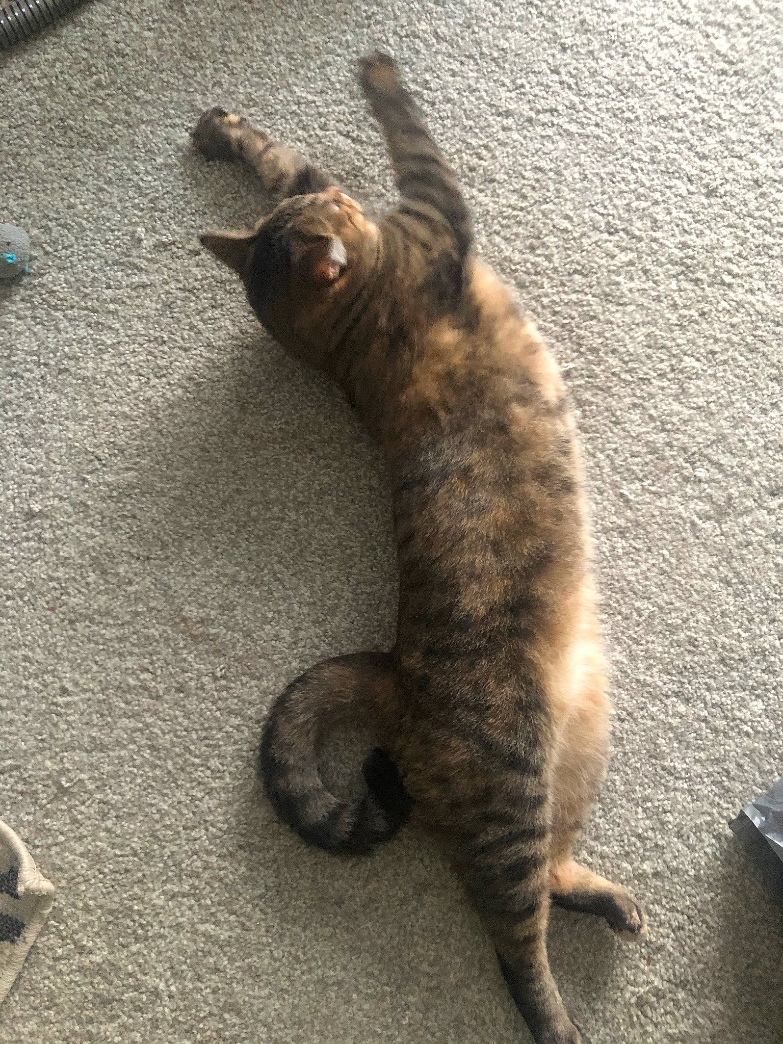 Zoey is registered to the contest to win money with this photo: asphalt, carnivore, cat, claw, domestic_short_haired_cat, eye, fawn, felidae, flooring, fur, grey, paw, road_surface, sand, small_to_medium_sized_cats, snout, tail, terrestrial_animal, whiskers, wood