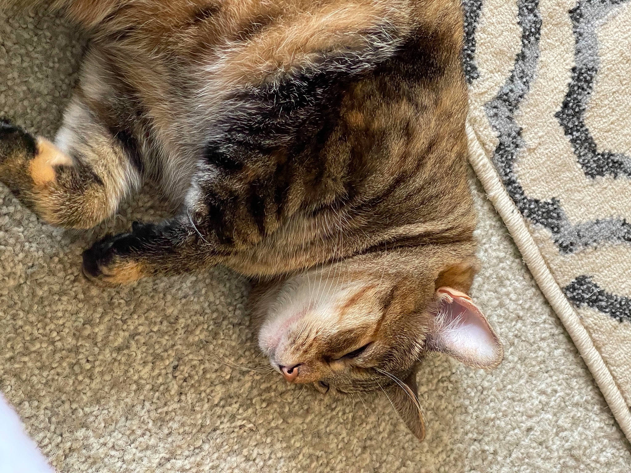 Zoey joined the competition — help win amazing prizes! carnivore, cat, claw, close_up, comfort, domestic_short_haired_cat, fawn, felidae, foot, fur, nap, paw, small_to_medium_sized_cats, snout, tail, terrestrial_animal, tree, whiskers, wildlife, wood