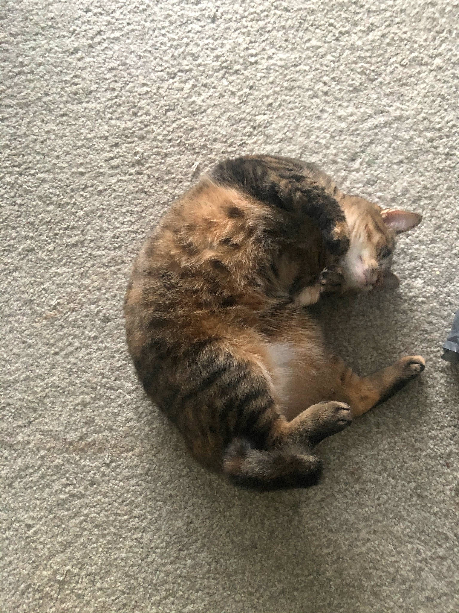 Zoey is registered to the contest to win money with this photo: asphalt, carnivore, cat, claw, domestic_short_haired_cat, felidae, flooring, fur, grey, paw, road_surface, shadow, small_to_medium_sized_cats, tail, terrestrial_animal, whiskers, wildlife, wood