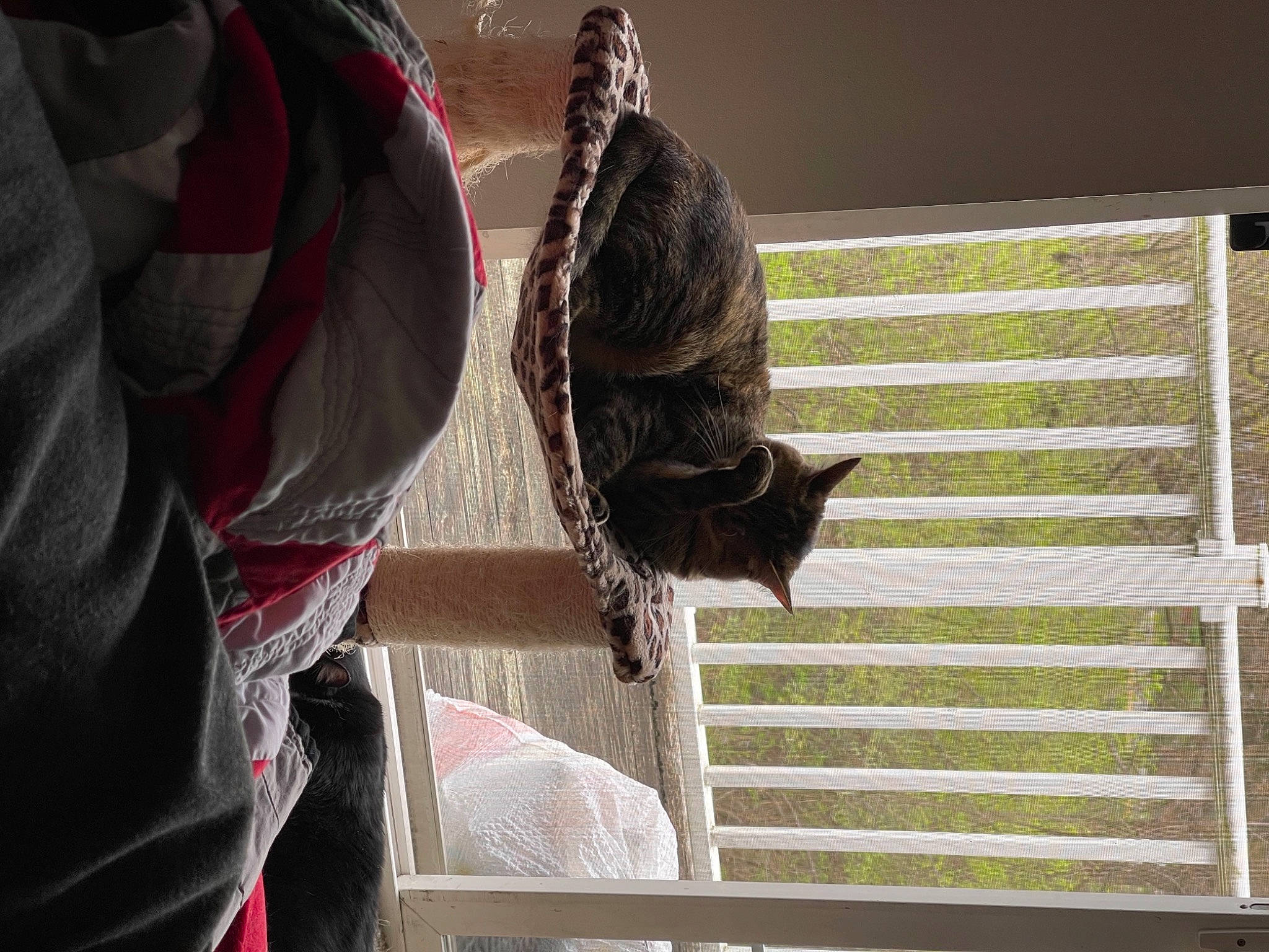 Zoey is registered to the contest to win money with this photo: carnivore, cat, comfort, curtain, felidae, fur, magenta, room, sitting, small_to_medium_sized_cats, sunglasses, tail, tints_and_shades, tree, whiskers, window, window_covering, window_treatment, wood