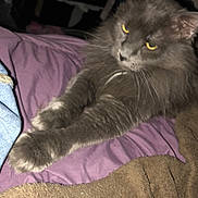 Bebe is registered to the contest to win money with this photo: cat, gray_cat, fluffy, pet, indoor, bed, blanket, purple_blanket, brown_blanket, paws, fur, animal, relaxed, resting, sleepy, domestic_cat, feline, whiskers, yellow_eyes, soft