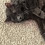 cat, gray_cat, fluffy, pet, lying_down, carpet, indoor, relaxed, whiskers, ears, feline, fur, sleepy, closeup, domestic_animal, cute, animal, resting, cozy, soft