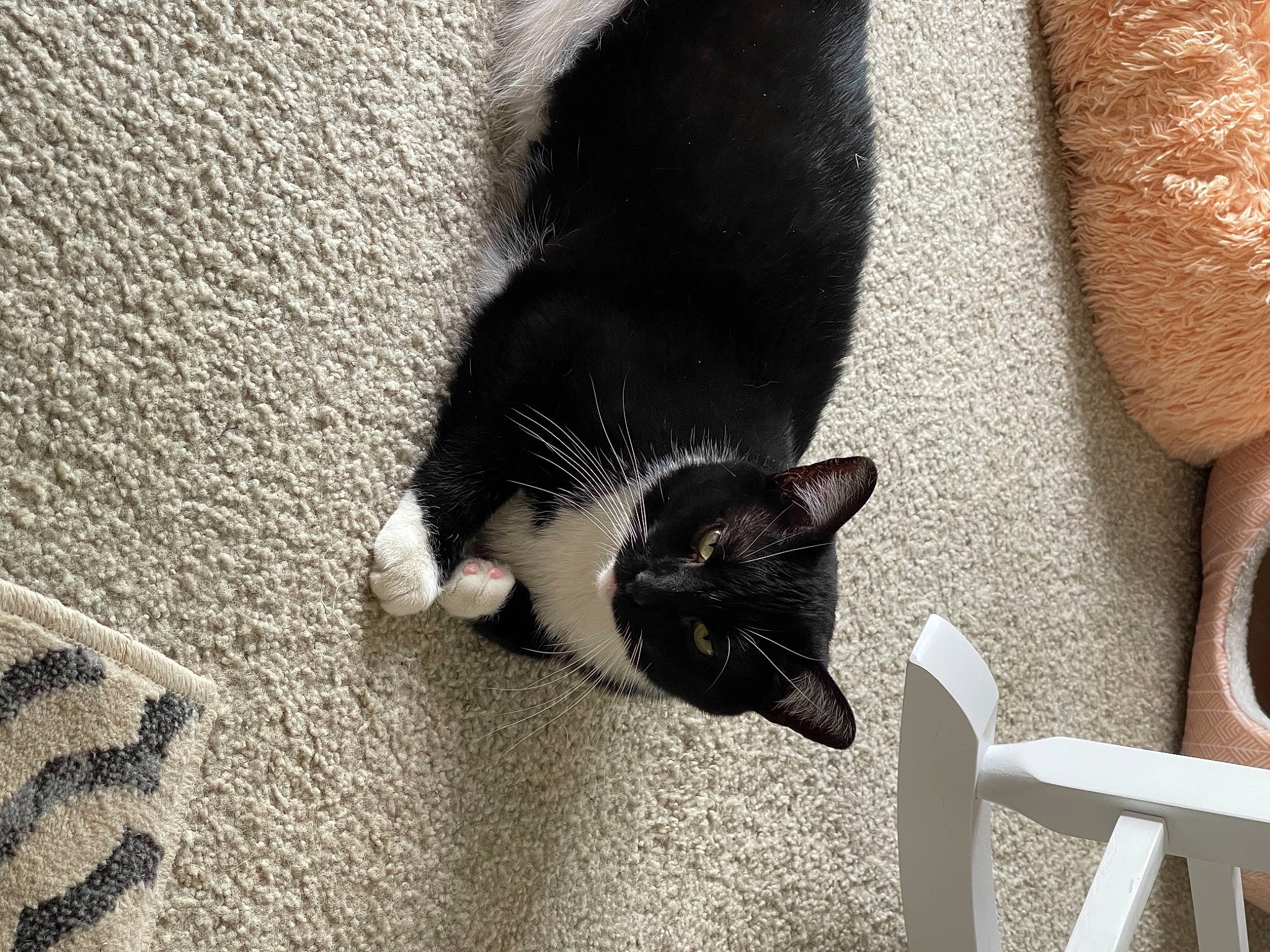 Milo is registered to the contest to win money with this photo: black_cat, carnivore, cat, comfort, dog_breed, domestic_short_haired_cat, eye, felidae, flooring, foot, fur, grey, human_leg, paw, sand, shadow, small_to_medium_sized_cats, snout, tail, whiskers