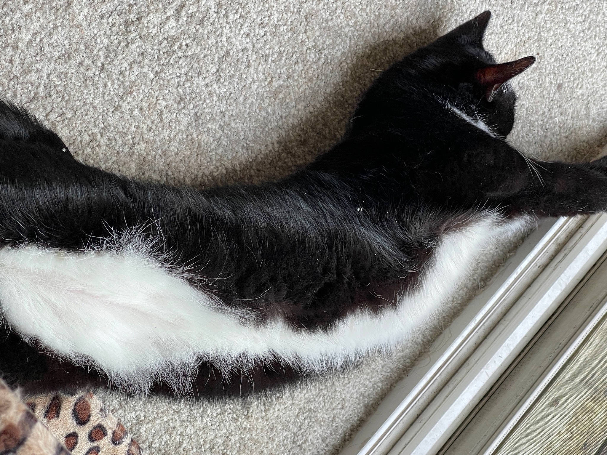 Milo joined the competition — help win amazing prizes! black_cat, carnivore, cat, comfort, dog_breed, domestic_short_haired_cat, felidae, foot, fur, grey, human_leg, monochrome_photography, paw, small_to_medium_sized_cats, snout, tail, terrestrial_animal, whiskers, window, windshield