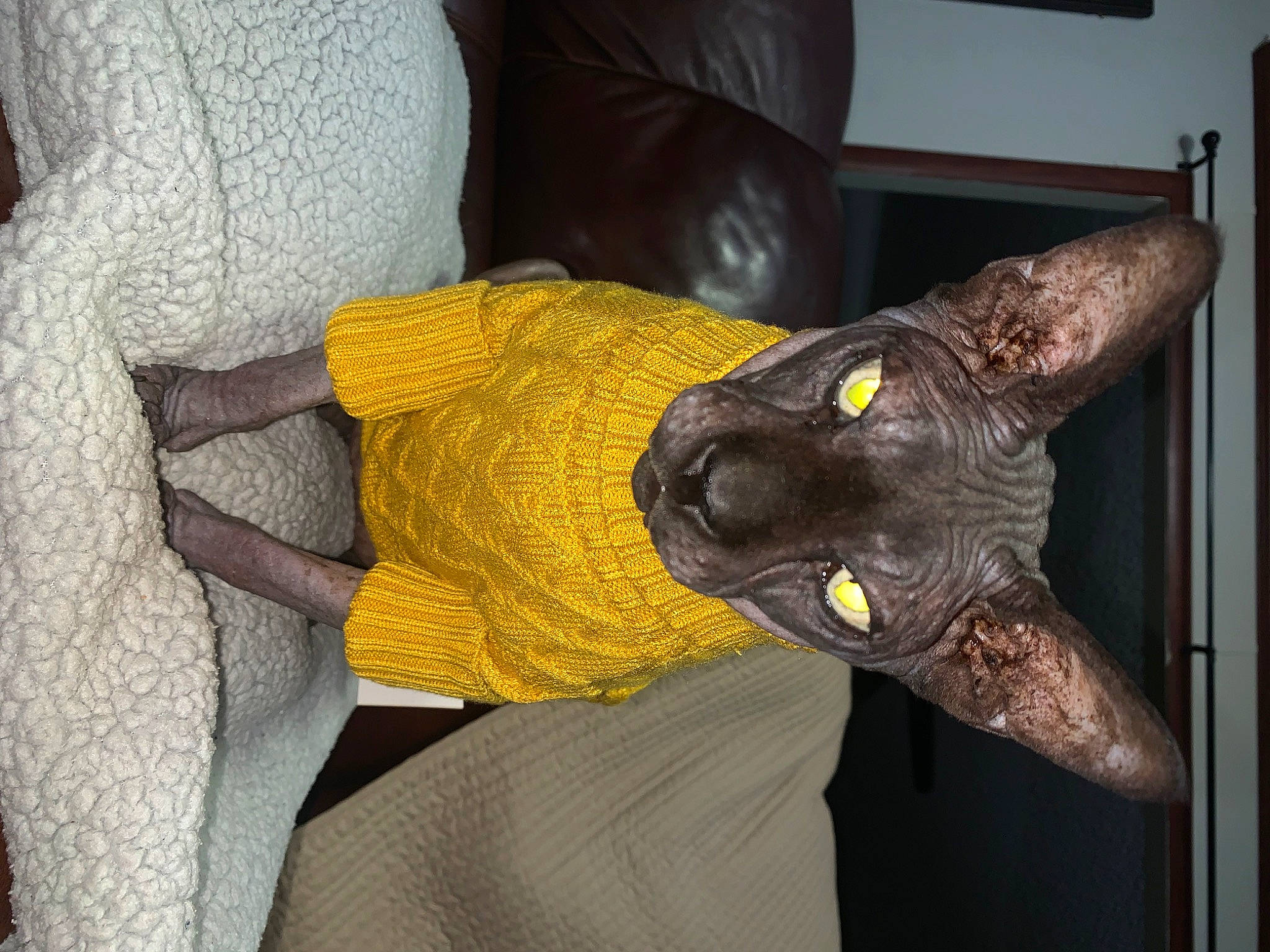 Vader is registered to the contest to win money with this photo: art, black_cat, carnivore, cat, comfort, creative_arts, domestic_short_haired_cat, felidae, fur, grey, metal, room, sculpture, sleeve, small_to_medium_sized_cats, tail, thread, visual_arts, whiskers, window