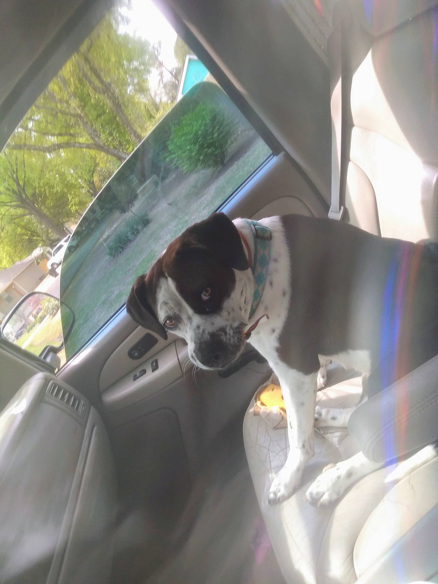 Mavis is registered to the contest to win money with this photo: automotive_design, automotive_exterior, automotive_lighting, automotive_mirror, car, car_seat_cover, carnivore, dog, dog_breed, eyewear, goggles, head_restraint, hood, motor_vehicle, personal_luxury_car, rear_view_mirror, steering_part, steering_wheel, vehicle, vehicle_door