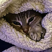 Lilo a rejoint le concours — aidez-le/la à gagner de superbes lots ! cat, animal, pet, feline, cozy, blanket, soft, paw, fur, cute, sleepy, indoor, resting, warm, closeup, comfort, tabby, snug, eyes, nestled