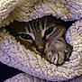 cat, animal, pet, feline, cozy, blanket, soft, paw, fur, cute, sleepy, indoor, resting, warm, closeup, comfort, tabby, snug, eyes, nestled