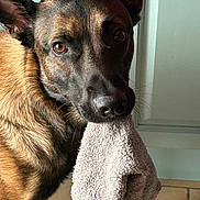 Sam a rejoint le concours — aidez-le/la à gagner de superbes lots ! dog, towel, indoor, tile_floor, cabinet, brown_fur, close_up, canine, pet, whiskers, ears, nose, eyes, portrait, domestic, curious, playful, adorable, texture, sunlit