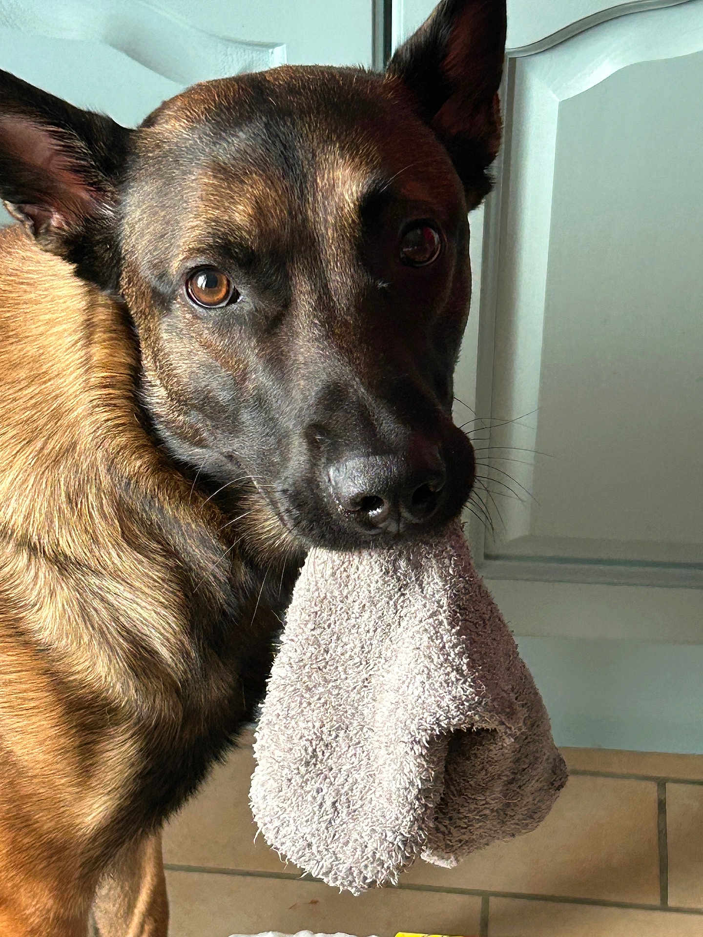 Sam a rejoint le concours — aidez-le/la à gagner de superbes lots ! dog, towel, indoor, tile_floor, cabinet, brown_fur, close_up, canine, pet, whiskers, ears, nose, eyes, portrait, domestic, curious, playful, adorable, texture, sunlit