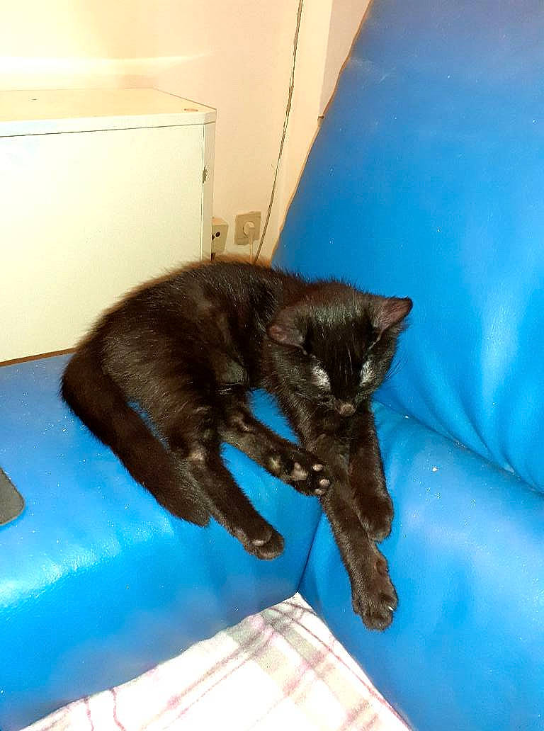 Naruto participe au concours pour gagner de l'argent avec cette photo : black_cat, blue, bombay, canidae, carnivore, cat, claw, comfort, dog_breed, domestic_short_haired_cat, electric_blue, felidae, fur, room, small_to_medium_sized_cats, sporting_group, tail, whiskers