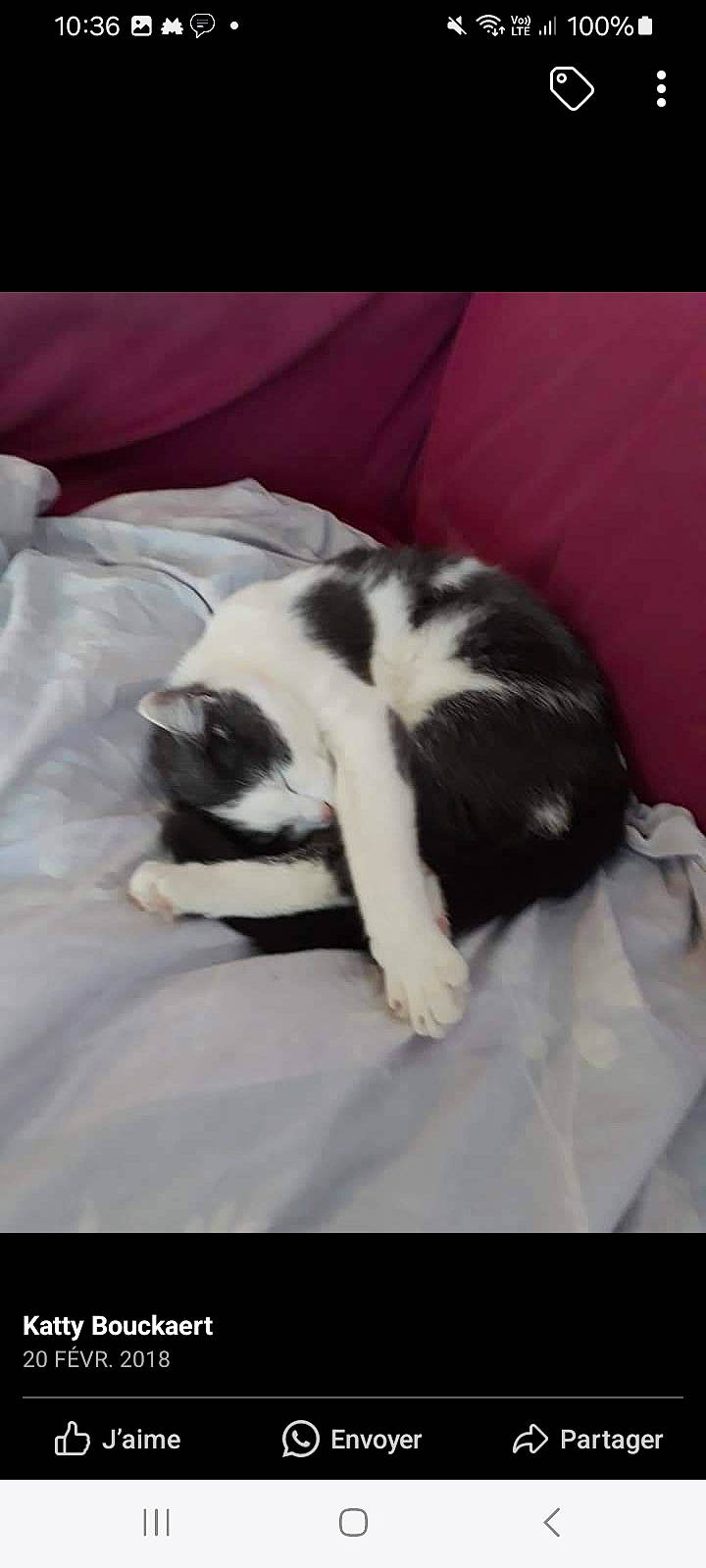 Chipie participe au concours pour gagner de l'argent avec cette photo : canidae, carnivore, cat, claw, comfort, companion_dog, dog_breed, domestic_short_haired_cat, felidae, fur, linens, nap, paw, small_to_medium_sized_cats, snout, sporting_group, square, tail, terrestrial_animal, whiskers