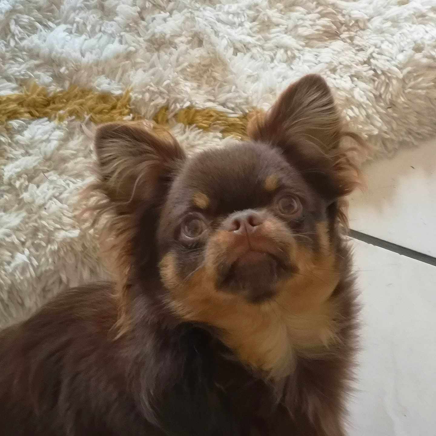 Myshcka a rejoint le concours — aidez-le/la à gagner de superbes lots ! animal, brown_dog, canine, companion, curious, cute, dog, domestic, ears, face, floor, fluffy, fur, indoor, looking_up, pet, rug, small_dog, white_rug, yellow_stripe
