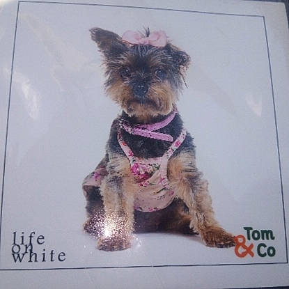 Chanel a rejoint le concours — aidez-le/la à gagner de superbes lots ! canidae, carnivore, collar, companion_dog, dog, dog_breed, dog_collar, dog_supply, fashion_accessory, fawn, fur, liver, pet_supply, snout, sporting_group, tail, terrier, toy_dog, water_dog, working_animal