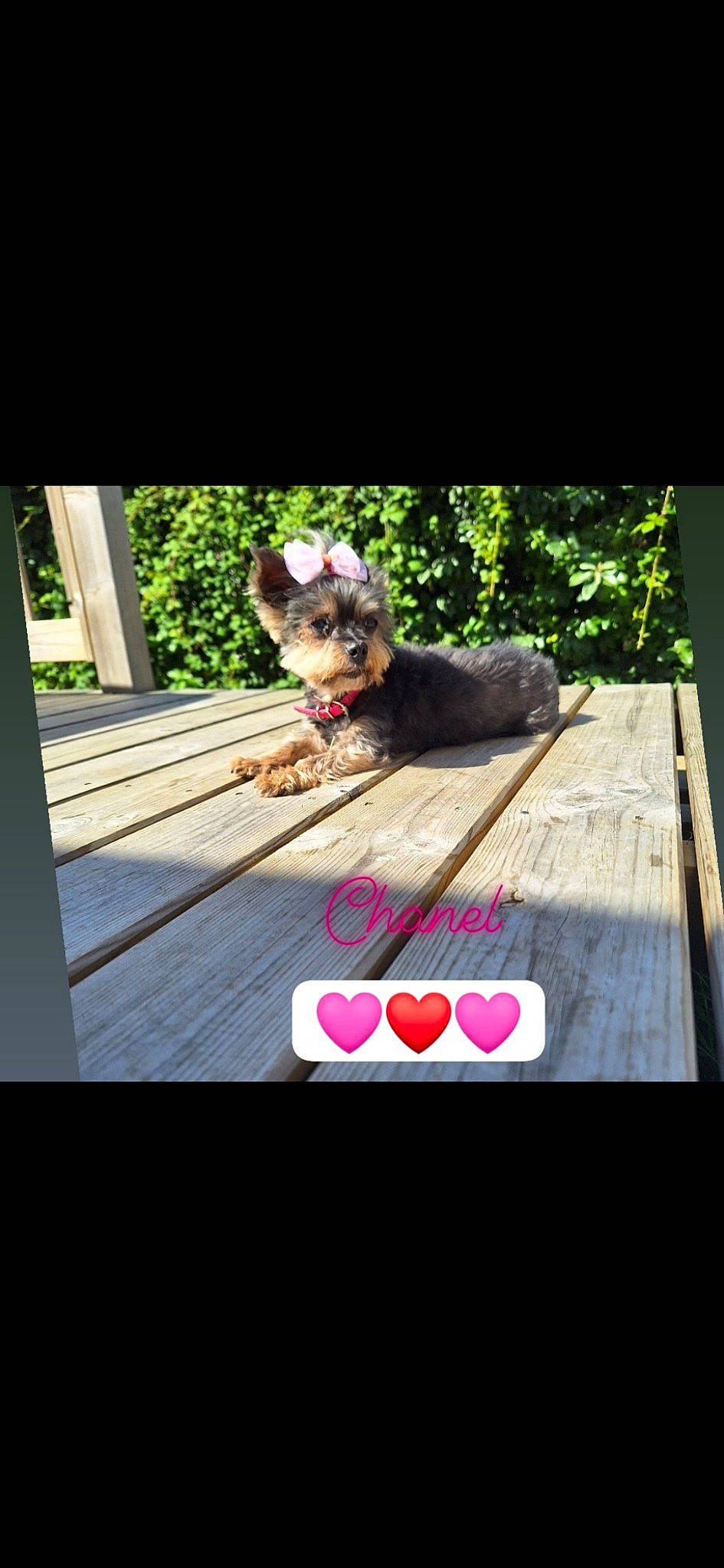 Chanel participe au concours pour gagner de l'argent avec cette photo : canidae, carnivore, collar, companion_dog, dog, dog_breed, dog_collar, eyewear, fawn, flooring, leisure, pet_supply, photo_caption, plant, recreation, rectangle, sporting_group, tints_and_shades, wood, working_animal