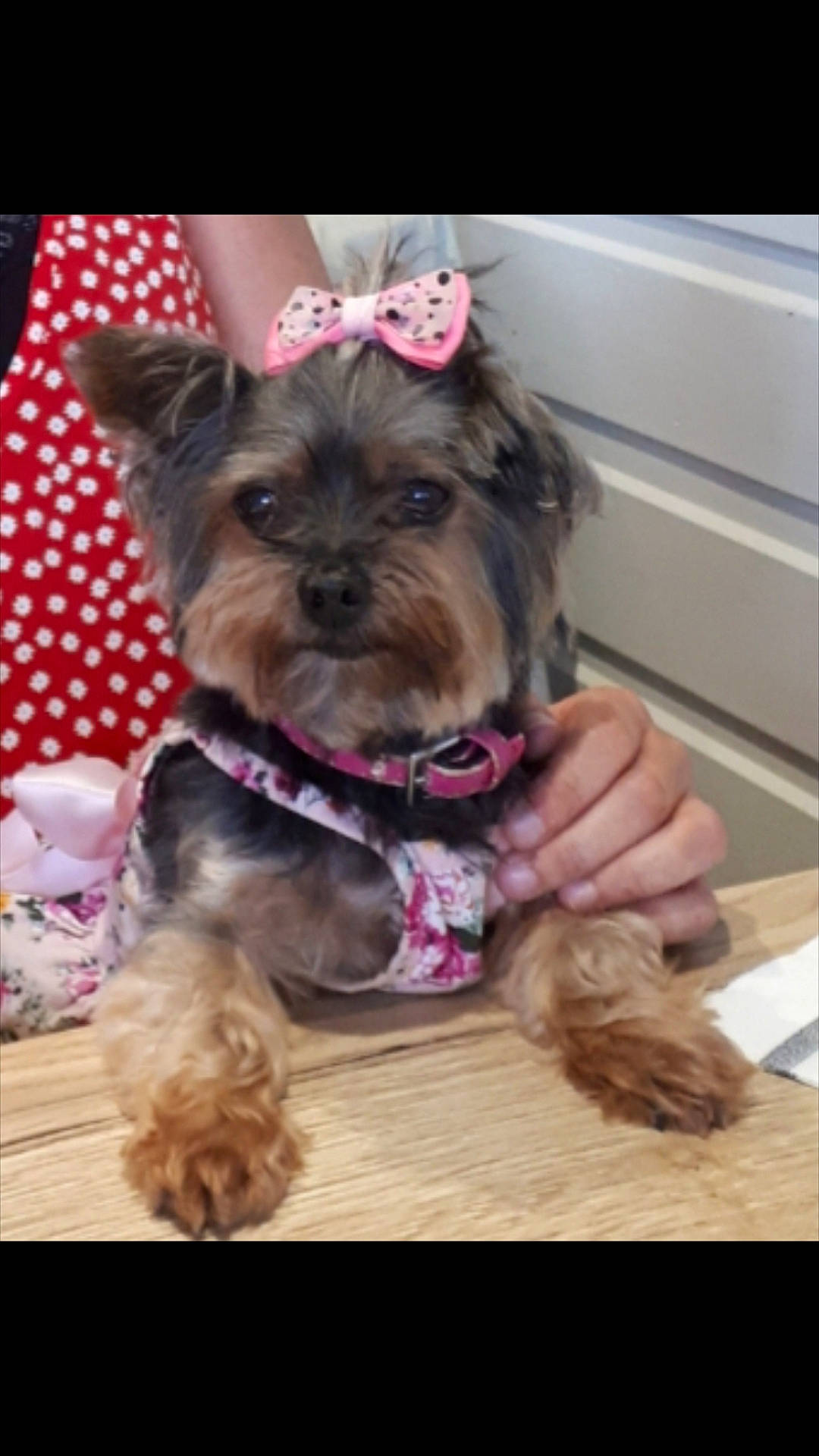 Chanel participe au concours pour gagner de l'argent avec cette photo : canidae, carnivore, collar, companion_dog, dog, dog_breed, dog_clothes, dog_collar, dog_supply, fashion_accessory, fawn, fur, liver, pet_supply, pink, small_terrier, snout, toy_dog, working_animal, yorkipoo