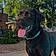 Nala