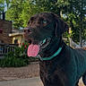 dog, black_dog, wet_dog, tongue_out, collar, outdoor, sunny, greenery, trees, backyard, concrete, happy, pet, canine, animal, nature, daylight, smiling, friendly, playful