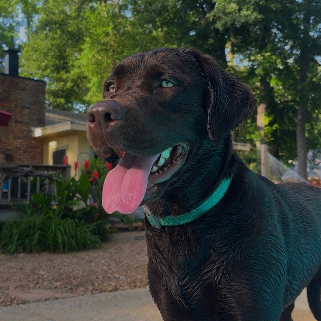 Nala