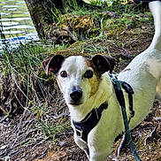 Végas a rejoint le concours — aidez-le/la à gagner de superbes lots ! dog, animal, pet, leash, forest, tree, lake, water, nature, outdoor, canine, white, brown, curious, adventure, path, moss, grass, ears, snout