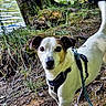 adventure, animal, brown, canine, curious, dog, ears, forest, grass, lake, leash, moss, nature, outdoor, path, pet, snout, tree, water, white