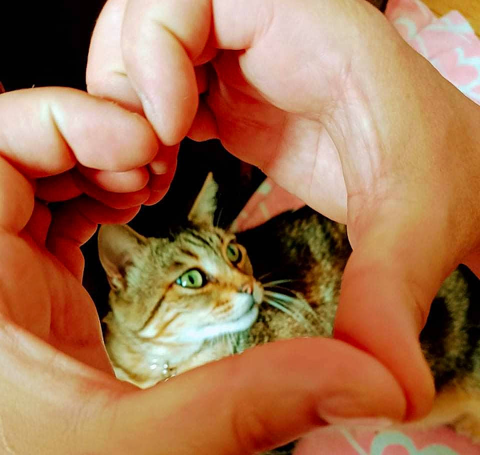 Ninou participe au concours pour gagner de l'argent avec cette photo : carnivore, cat, domestic_short_haired_cat, felidae, finger, fur, gesture, grass, hand, nail, small_to_medium_sized_cats, thumb, whiskers, wildlife