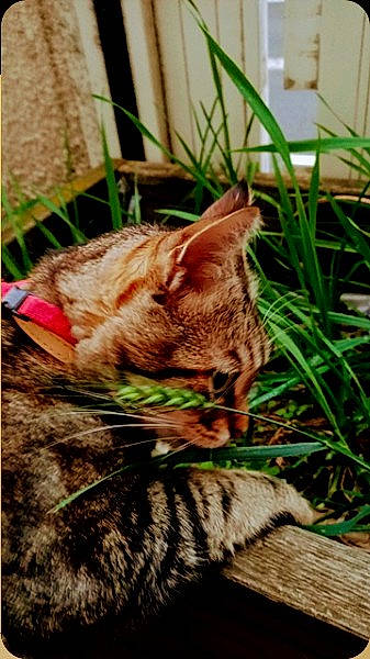 Ninou a rejoint le concours — aidez-le/la à gagner de superbes lots ! carnivore, cat, domestic_short_haired_cat, fawn, felidae, flowerpot, fur, grass, grass_family, houseplant, mammal, plant, small_to_medium_sized_cats, snout, tail, terrestrial_animal, vertebrate, whiskers, wildlife, wood