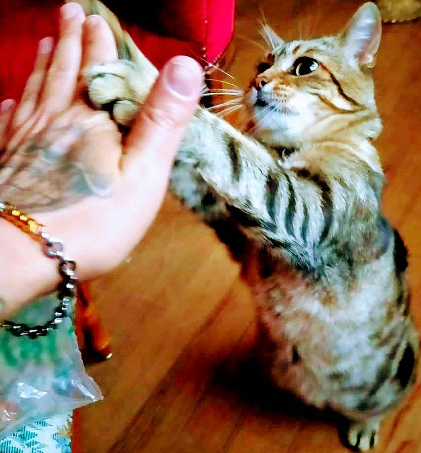 Ninou a rejoint le concours — aidez-le/la à gagner de superbes lots ! carnivore, cat, domestic_short_haired_cat, fashion_accessory, felidae, foot, fun, fur, gesture, human_leg, jewellery, lap, mammal, nail, paw, small_to_medium_sized_cats, snout, tail, whiskers, wood