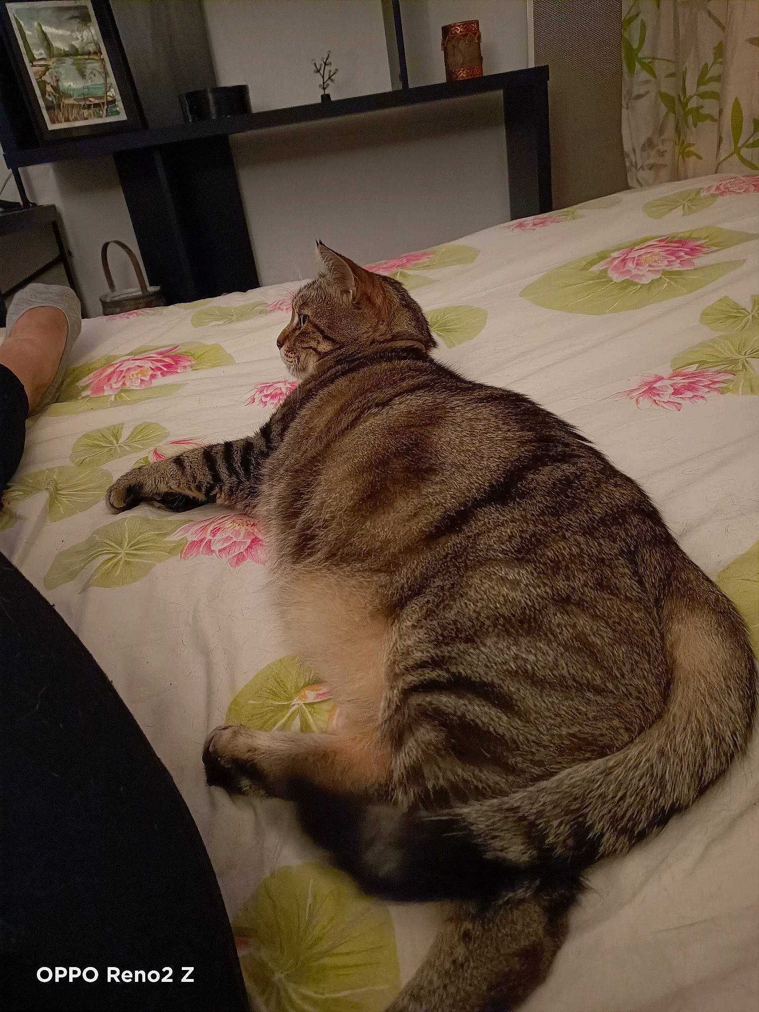 Ninou participe au concours pour gagner de l'argent avec cette photo : bed, bed_sheet, bedding, carnivore, cat, comfort, domestic_short_haired_cat, felidae, fur, furniture, grey, linens, nap, picture_frame, room, small_to_medium_sized_cats, tail, terrestrial_animal, textile, whiskers