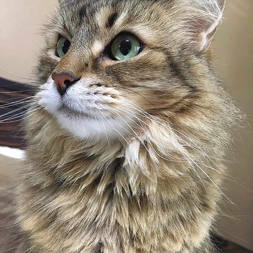 Lilo is registered to the contest to win money with this photo: alert, animal, cat, close_up, cute, domestic, face, feline, fluffy, fur, green_eyes, indoor, mammal, pet, portrait, side_view, soft, tabby, whiskers